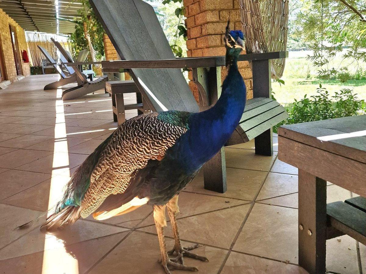 Airport Bird & Game Lodge Kempton Park Esterno foto
